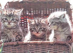Gatti (393)